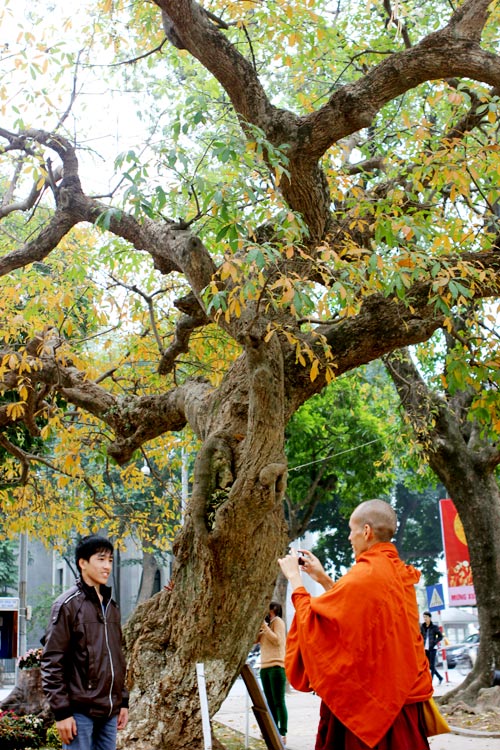 Cảnh đẹp Hồ Gươm: Lộc vừng thay l&aacute;